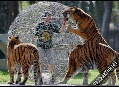 Tigrisek kztt