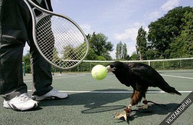 Tenisz