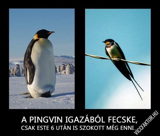 PINGVIN – FECSKE