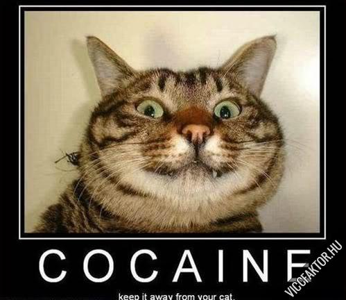 Kokain…