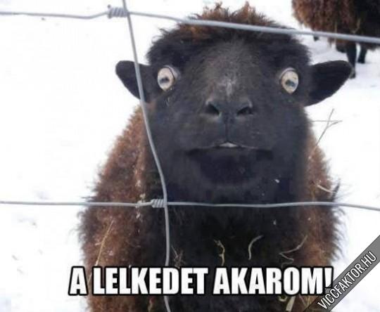 A lelked akarom